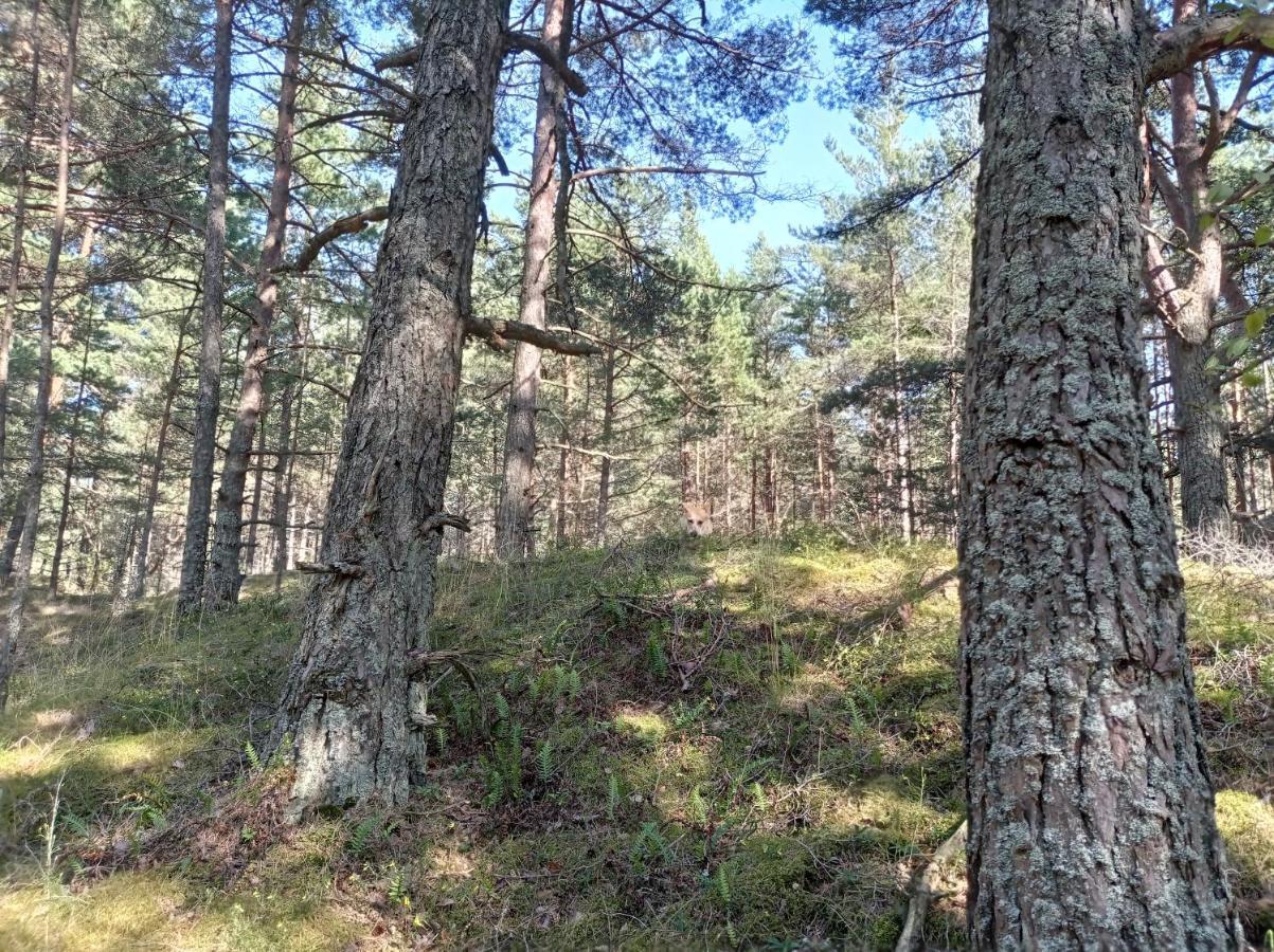 House, Garden & Sauna. Free Parking. Train Stop-200 M. Sea-1 Km. Jūrkalne 외부 사진